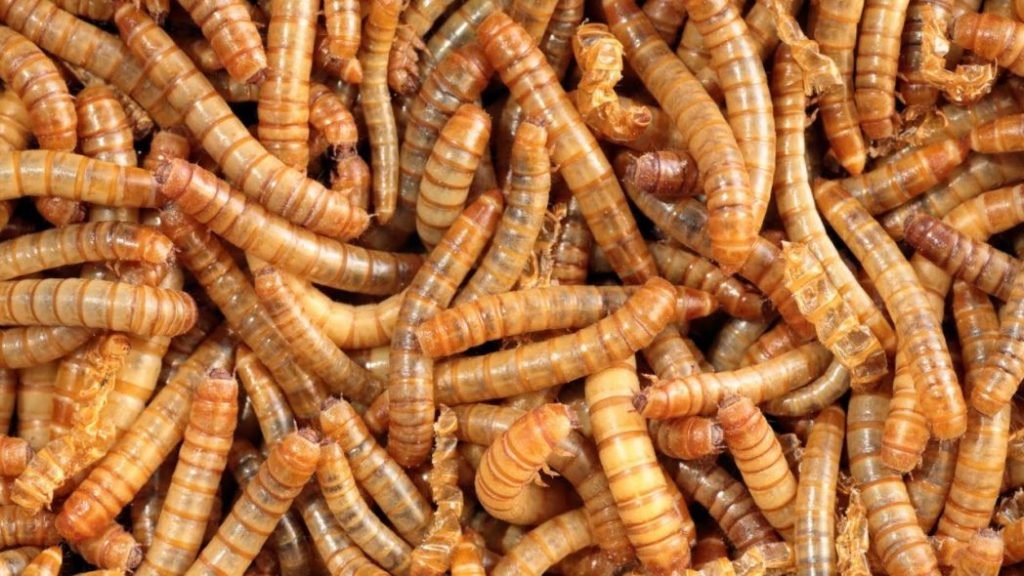 Gusanos