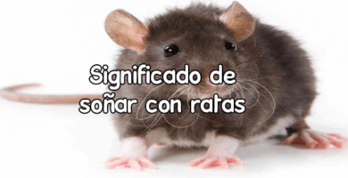 Soñar con ratas