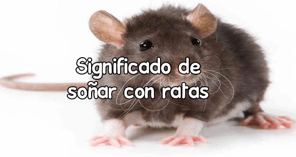 Soñar con ratas